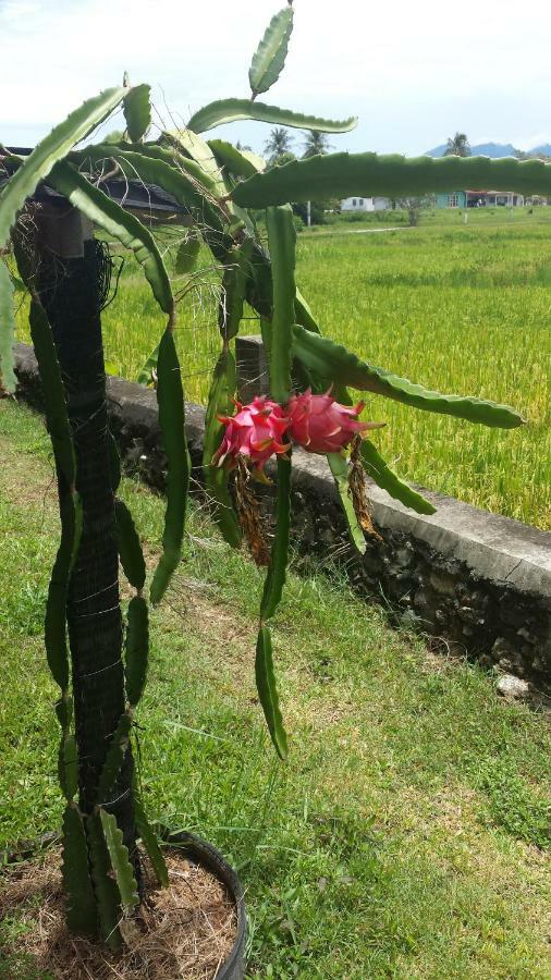 Tanabendang Banglos Pantai Cenang  Exterior photo